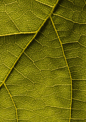 Obraz premium Organic background