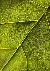Green leaf