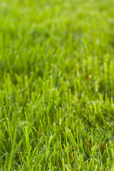 green grass background
