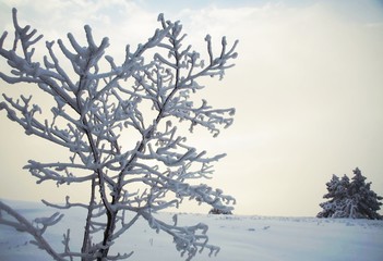 Obraz premium Frozen tree