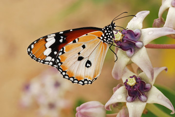 Beautiful butterfly and flowers in the gardens 