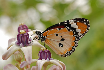 Beautiful butterfly and flowers in the gardens 