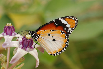 Beautiful butterfly and flowers in the gardens 