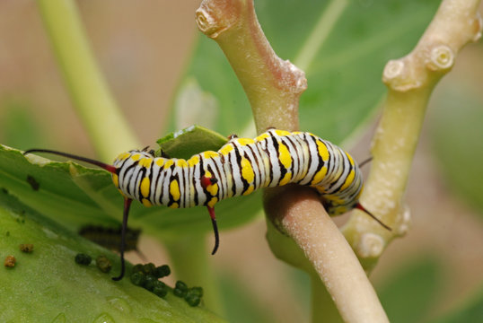 butterfly larva eating green leaf 