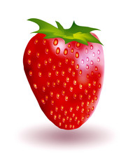 strawberry illustration