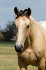 Obraz premium cheval couleur café au lait