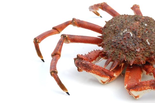 crabe araign&eacute;e isol&eacute;e sur fond blanc