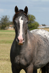 portrait de cheval gris