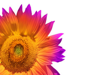 Obraz premium pink - helianthos