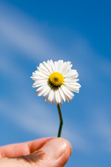 camomile, ox-eye daisy
