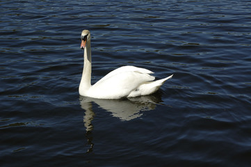 Swan Lake