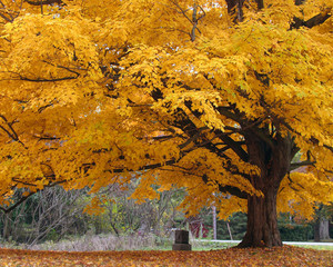 Beautiful Fall Color Tree