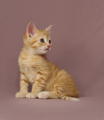tabby Kitten