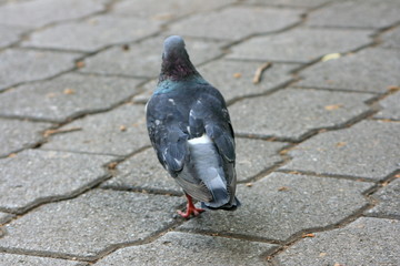 taube