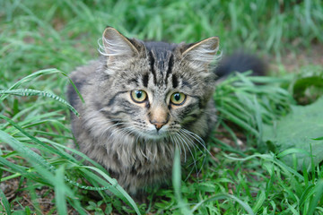 Naklejka na ściany i meble Cat in the grass-2