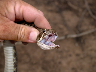 Rattler in the Hand