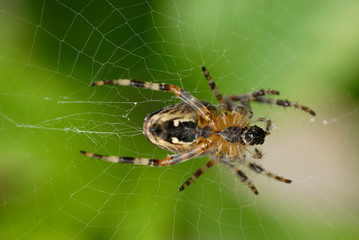 Araignée sur sa toile