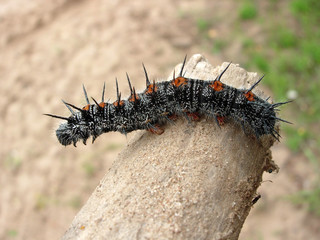 caterpillar