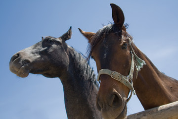 Knowing Horse