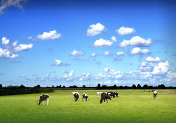 Blauer Himmel und Kühe auf der Weide
