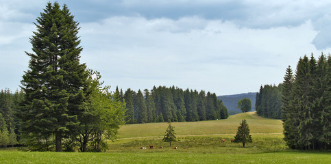 Schwarzwald