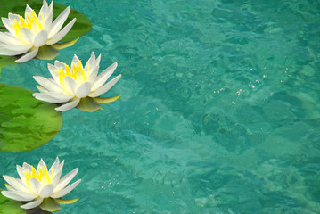 Water Lillies on Clear Pond - obrazy, fototapety, plakaty