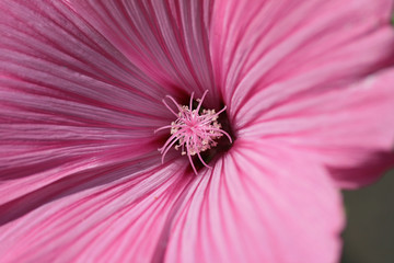 Malve Blüte