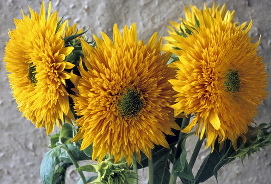 Dwarf Sunflowers