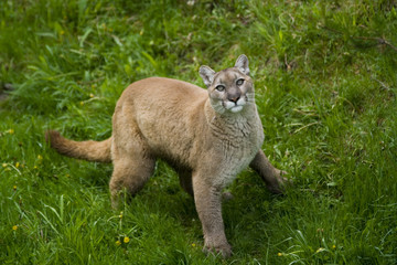 Puma