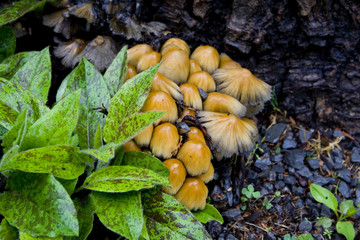funghi
