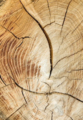 Obraz premium drewniana tekstura