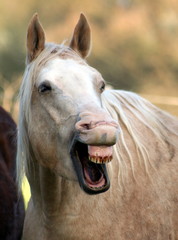 Lachen