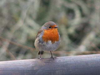 robin