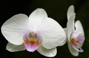 Naklejka premium Twin orchids