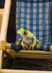 Frog on deckchair