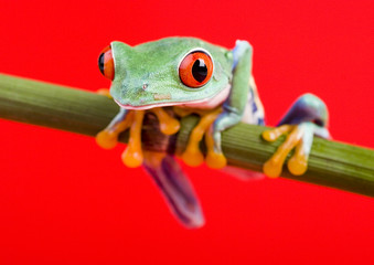 Frog on bamboo