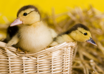 Small ducks in a basket