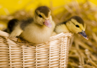 Small ducks in a basket