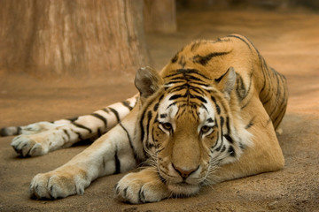 Tiger Relaxing
