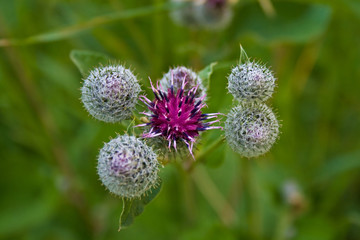 thistle