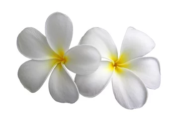 Foto op Plexiglas Frangipani frangipani bloem