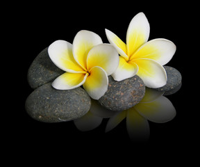 Fleur de frangipanier sur pierres