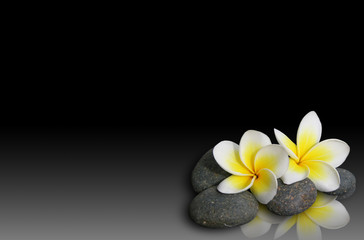 Obraz na płótnie Canvas Frangipani kwiat na kamieniu