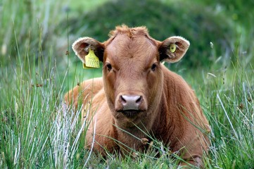 vache chocolat