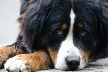 bernese dog