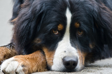 Bernese Mountain dog