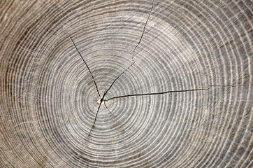 Fototapeta premium circle