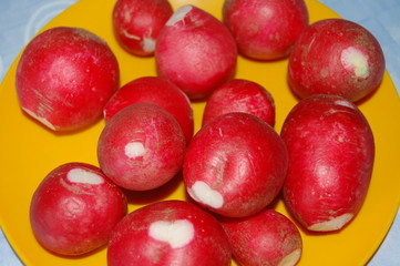 Radieschen