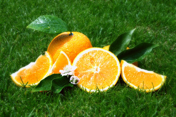 Orangen Arragement
