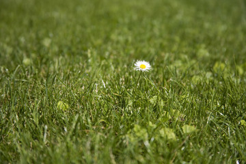 gänseblümchen © Dani Kreienbühl